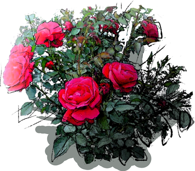 Sympathie Rose